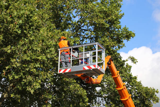 Best Tree Branch Trimming  in USA